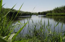 Shaumari Reserve and Azraq Wetland Private Full Day Tour from Amman