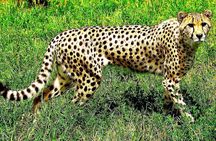 De-wildt cheetah tour