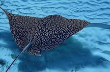 Full-Day Snorkeling Tour to Culebra Island with Lunch