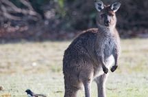 Kangaroo Island Luxury Small Group 'Island Life' Full Day Tour