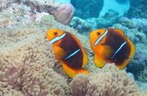 Romantic Dive for beginners in Bora Bora (2 people) with Video