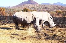Pilanesberg national park day tour-Closed-vehicle