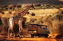 Pilanesberg national park day tour-Closed-vehicle