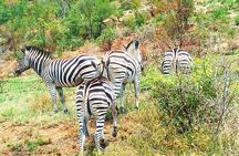 Pilanesberg national park day tour-Closed-vehicle