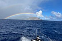 Private Whale Watching and Dolphin Excursion