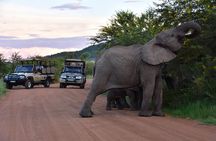 3-Hour Private Game Drive of Pilanesberg National Park