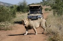 3-Hour Private Game Drive of Pilanesberg National Park