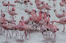6 Day: Epic Northern Safari