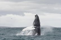 Whale Watching from Downtown Akureyri