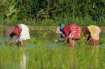 Tetebatu Cycling Tour: Ricefields, Monkey Forest, & Bamboo Craft