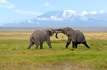 Day Tour - Amboseli National Park From Nairobi