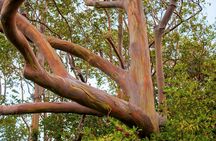 Private Full-Day Waterfall Beach and Jungle Tour of Maui