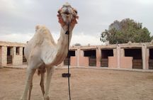 3 hours Camel Ride in Essaouira with Dinner and Overnight in Berber Camp