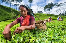 Sri Lanka Tour/6 Days+Friendly Chauffeur +vehicle+accommodation H/B basis