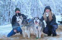 Free Pickup/Drop off: Alaskan Husky Dog Sledding with Free Photo 