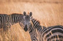 7-Day Private midrange Tour in Arusha with Airport Pickup