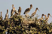 Prek Toal Bird Sanctuary Day Trip from Siem Reap