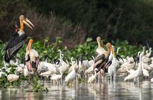 Prek Toal Bird Sanctuary Day Trip from Siem Reap