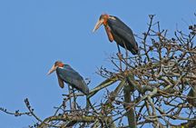 Prek Toal Bird Sanctuary Day Trip from Siem Reap