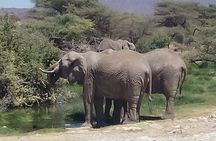 3 Days Safari to Samburu N/R and Ol Pejeta Conservancy.- Luxury.