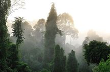 3-Day Adventure in Tabin Wildlife Reserve