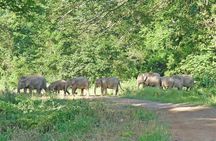 3-Day Adventure in Tabin Wildlife Reserve