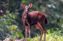 3-Day Adventure in Tabin Wildlife Reserve