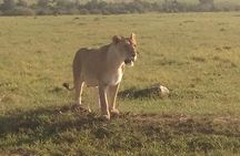 4 Days Safari to Maasai Mara N/R.