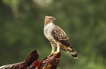 Full Day Wilpaththu National Park Safari (All Inclusive)