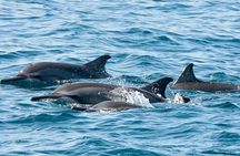 Fullday trip to Pungume and Uzi Island for Snorkeling and more