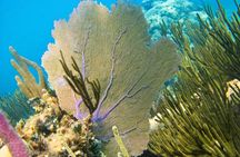 Private Snorkel with Turtle at Akumal