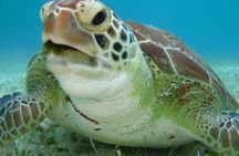 Private Snorkel with Turtle at Akumal