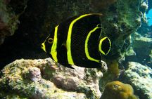 Private Snorkel with Turtle at Akumal