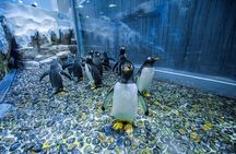 Dubai Aquarium with Various Animal Encounter and Access Options