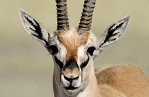 5 Days Tanzania Big 5 Safaris