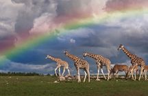 5 Days Tanzania Big 5 Safaris