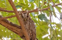 Early Bird Watching Tour - Guanacaste