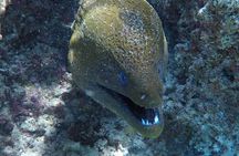 SHARED HALF DAY LAGOON TOUR - Bora Bora Cultural Lagoon Tour