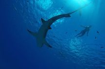 SHARED HALF DAY LAGOON TOUR - Bora Bora Cultural Lagoon Tour