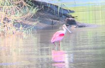 Palo Verde Natural Park Boat Tour