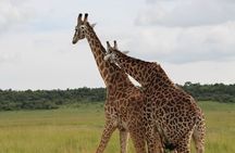 1 Day Akagera Game Drive Safari 