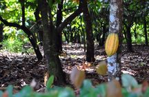 Cacao Plantation and Chocolate Factory Tour- Classic