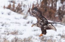 Yellowstone Snowshoe Safari from Bozeman - Private Tour