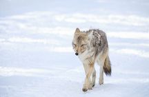 Yellowstone Winter Wildlife Safari from Bozeman - Private Tour
