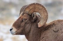 Yellowstone Winter Wildlife Safari from Bozeman - Private Tour