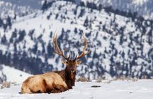 Yellowstone Snowshoe Safari from Bozeman - Private Tour