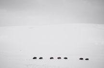 Yellowstone Winter Wildlife Safari from Bozeman - Private Tour