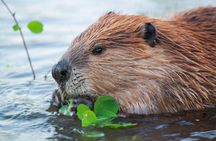 Yellowstone Wildlife Safari from Bozeman - Private Tour