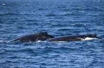 Dolphin & Whale Cruise
