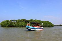 Muthurajawela Bird Watching Tour from Negombo / Colombo